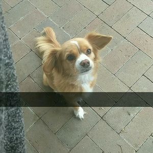 Meet your Posher, Alonzo